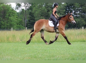 Percheron Mix, Wallach, 10 Jahre, 163 cm, Rotbrauner