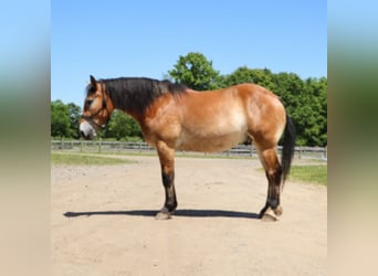 Percheron Mix, Wallach, 10 Jahre, 163 cm, Rotbrauner