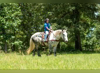 Percheron, Wallach, 10 Jahre, 168 cm, Schimmel