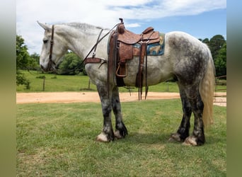 Percheron, Wallach, 10 Jahre, 168 cm, Schimmel