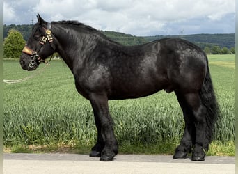 Percheron, Wallach, 10 Jahre, 174 cm, Rappe