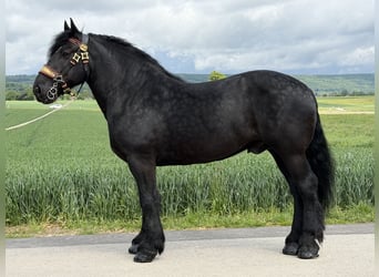 Percheron, Wallach, 10 Jahre, 174 cm, Rappe