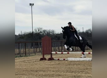 Percheron, Wallach, 10 Jahre, 180 cm, Roan-Blue
