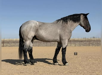 Percheron, Wallach, 10 Jahre, 180 cm, Roan-Blue