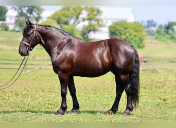 Percheron Mix, Wallach, 10 Jahre, Rappe