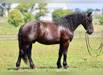 Percheron Mix, Wallach, 10 Jahre, Rappe
