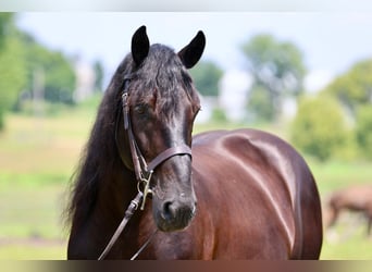 Percheron Mix, Wallach, 10 Jahre, Rappe