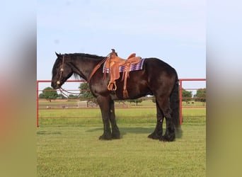 Percheron Mix, Wallach, 10 Jahre, Rappe