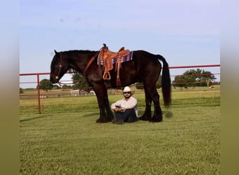 Percheron Mix, Wallach, 10 Jahre, Rappe