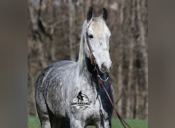 Percheron, Wallach, 12 Jahre, 157 cm, Apfelschimmel