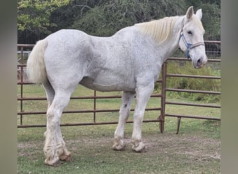 Percheron, Wallach, 12 Jahre, 175 cm, Fliegenschimmel