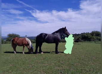 Percheron, Wallach, 12 Jahre, 181 cm, Rappe
