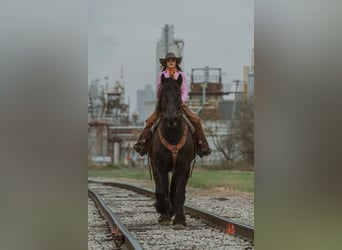 Percheron, Wallach, 12 Jahre, 183 cm, Rappe