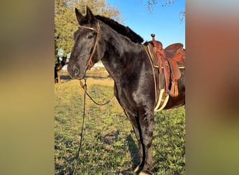 Percheron, Wallach, 12 Jahre, 185 cm, Rappe