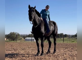 Percheron, Wallach, 12 Jahre, 185 cm, Rappe
