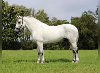 Percheron, Wallach, 13 Jahre, 173 cm, Schimmel