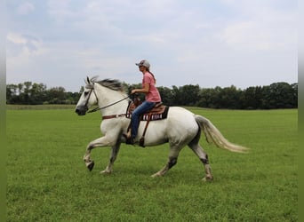 Percheron, Wallach, 13 Jahre, 173 cm, Schimmel