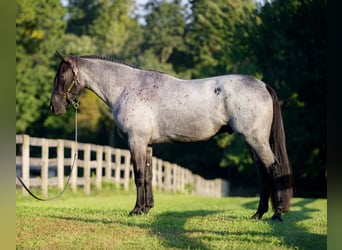 Percheron Mix, Wallach, 3 Jahre, 163 cm, Roan-Blue