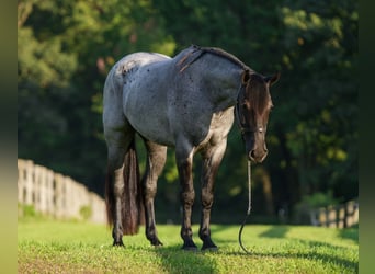 Percheron Mix, Wallach, 3 Jahre, 163 cm, Roan-Blue