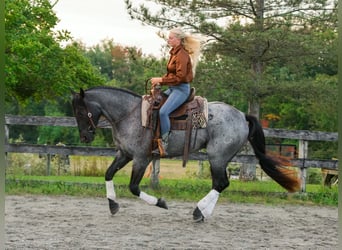 Percheron Mix, Wallach, 3 Jahre, 163 cm, Roan-Blue