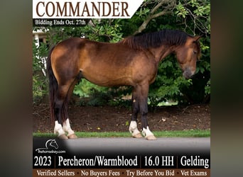 Percheron, Wallach, 3 Jahre, 163 cm, Rotbrauner