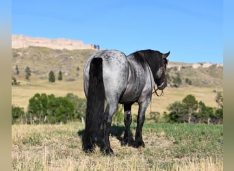 Percheron Mix, Wallach, 3 Jahre, 165 cm, Roan-Blue