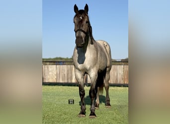 Percheron, Wallach, 3 Jahre, 175 cm, Roan-Blue
