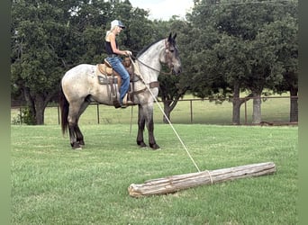 Percheron, Wallach, 3 Jahre, 175 cm, Roan-Blue
