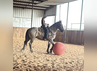 Percheron, Wallach, 3 Jahre, 175 cm, Roan-Blue