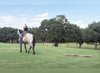 Percheron, Wallach, 3 Jahre, 175 cm, Roan-Blue