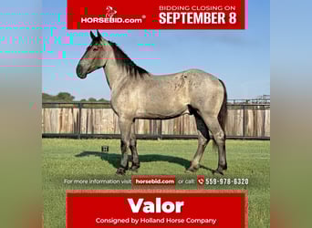 Percheron, Wallach, 3 Jahre, 175 cm, Roan-Blue