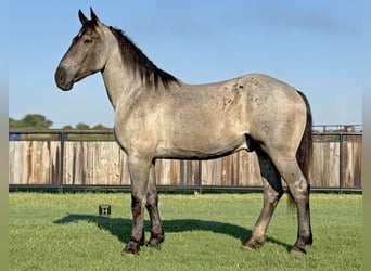 Percheron, Wallach, 3 Jahre, 175 cm, Roan-Blue