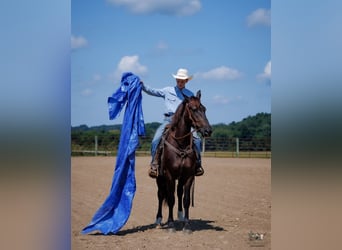 Percheron Mix, Wallach, 3 Jahre, Rappe