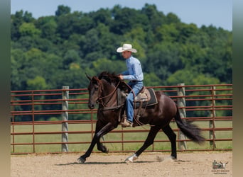 Percheron Mix, Wallach, 3 Jahre, Rappe