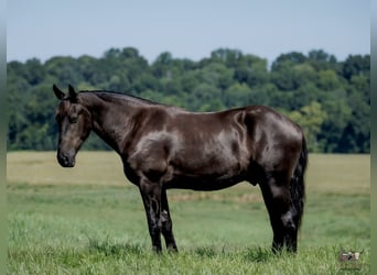 Percheron Mix, Wallach, 3 Jahre, Rappe