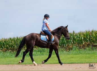 Percheron Mix, Wallach, 3 Jahre, Rappe