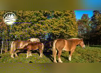 Percheron, Wallach, 3 Jahre