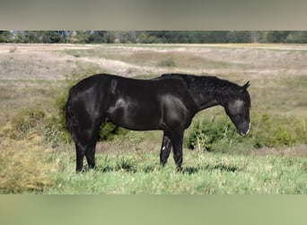 Percheron Mix, Wallach, 4 Jahre, 150 cm, Rappe