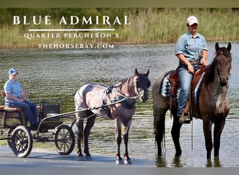 Percheron Mix, Wallach, 4 Jahre, 155 cm, Roan-Blue