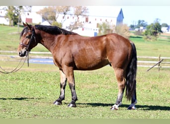 Percheron Mix, Wallach, 4 Jahre, 157 cm, Rotbrauner