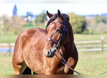 Percheron Mix, Wallach, 4 Jahre, 157 cm, Rotbrauner