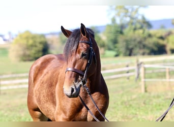 Percheron Mix, Wallach, 4 Jahre, 157 cm, Rotbrauner