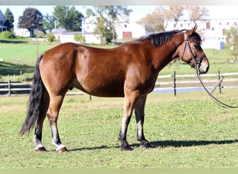 Percheron Mix, Wallach, 4 Jahre, 157 cm, Rotbrauner