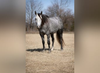 Percheron Mix, Wallach, 4 Jahre, 157 cm, Schimmel