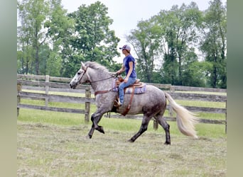 Percheron, Wallach, 4 Jahre, 160 cm, Apfelschimmel