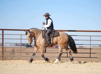 Percheron Mix, Wallach, 4 Jahre, 160 cm, Buckskin