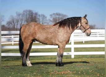 Percheron Mix, Wallach, 4 Jahre, 160 cm, Buckskin