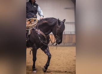 Percheron Mix, Wallach, 4 Jahre, 160 cm, Rappe