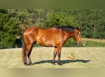 Percheron Mix, Wallach, 4 Jahre, 160 cm, Rotbrauner