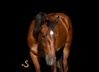 Percheron Mix, Wallach, 4 Jahre, 160 cm, Rotbrauner